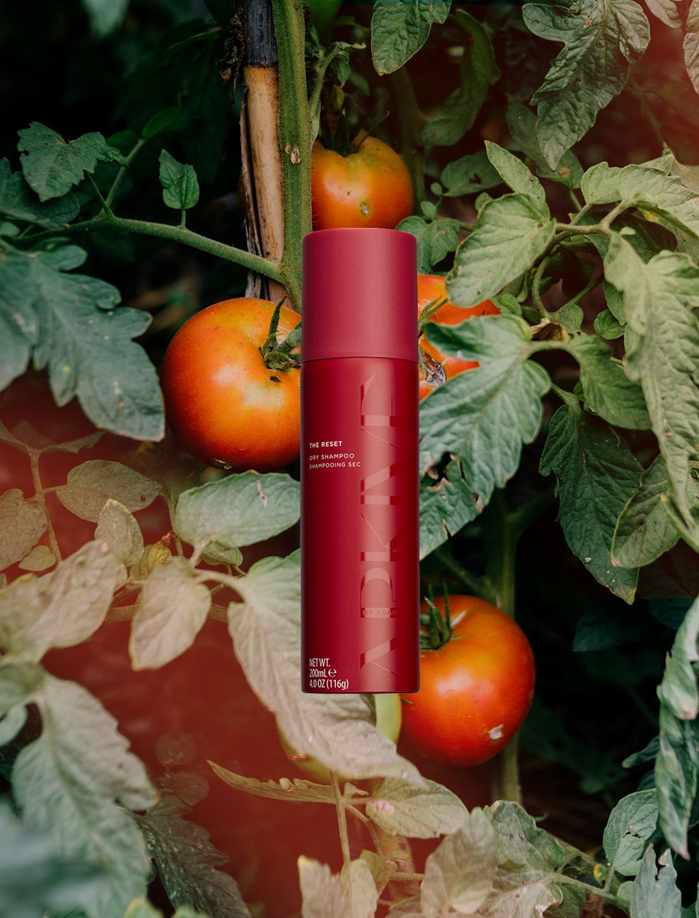 organic tomatoes growing in a field